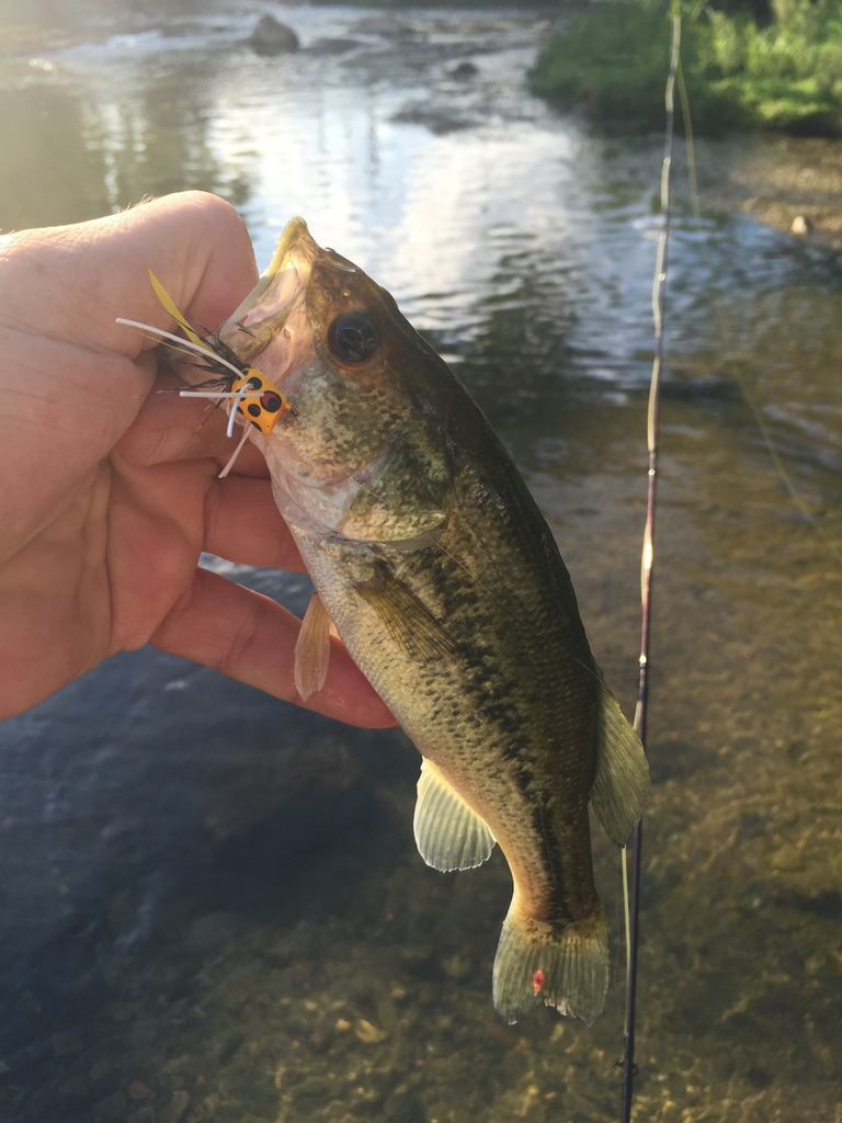 Ultralight Fly Fishing • Sulphur Creek Lampasas TX 27 August 2016